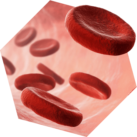 Red blood cells, 3D rendering