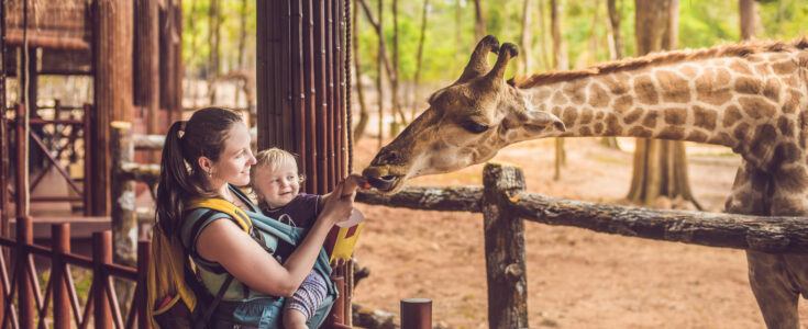 Happy mother and son watching and feeding giraffe in zoo. Happy family having fun with animals safari park on warm summer day