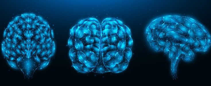 3 views of brain, digital rendering